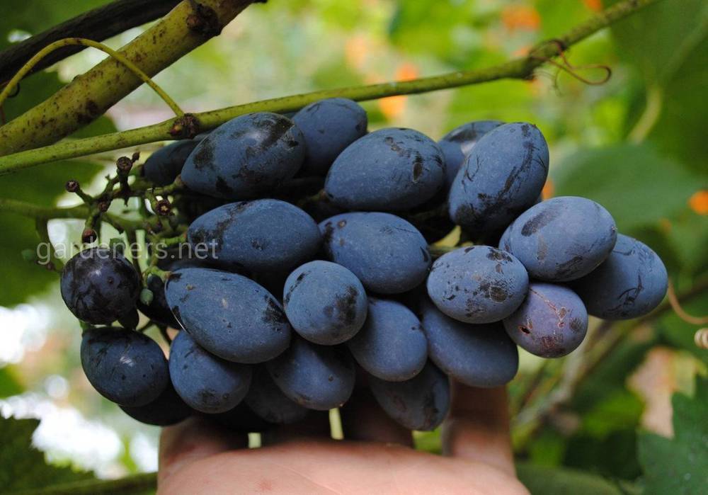 Блек гранд – столовый сорт винограда