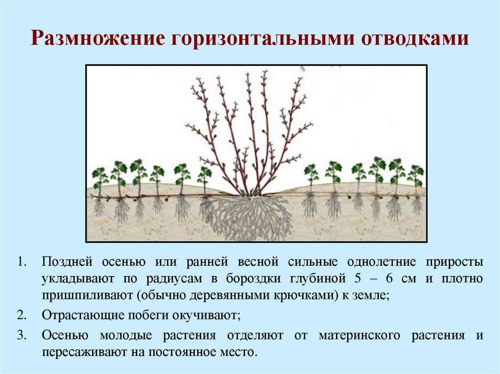 Успешное размножение можжевельника черенкованием: правила и сроки