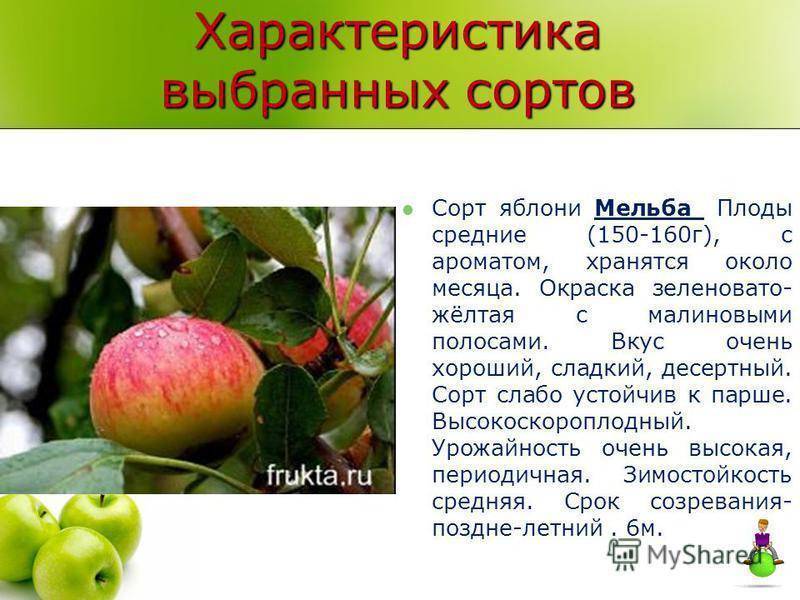Сорт яблони мельба: отзывы, фото, вкусовые качества яблок, описание, выращивание, посадка и уход, опылители, обрезка деревьев