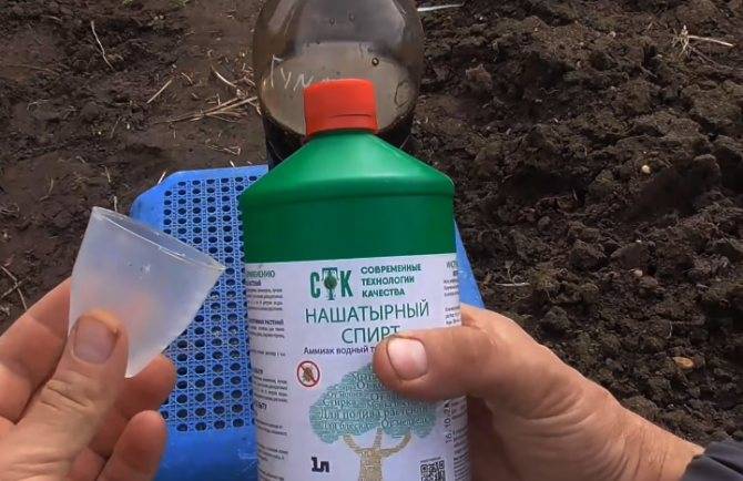 Поливаем капусту нашатырным спиртом: пропорции и техника полива