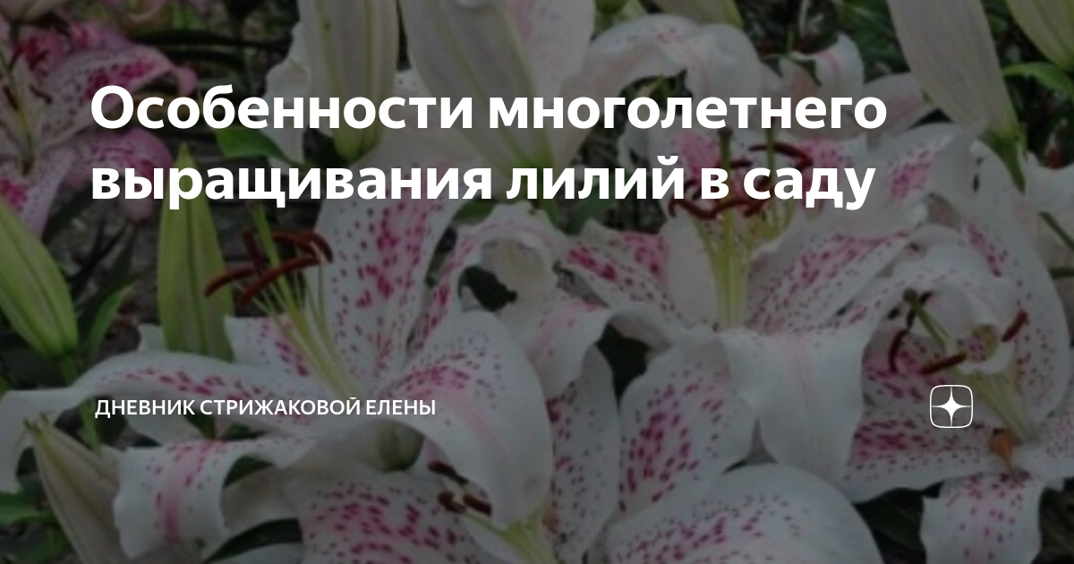 Лилии отцвели, что делать дальше: обрезка, подкормка, пересадка, видео