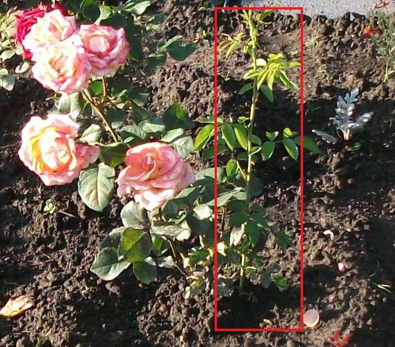 Заметки садовода. как не допустить превращения сортовой розы в шиповник: обрезка
