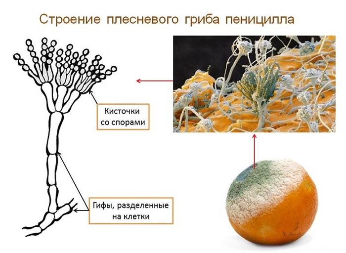 Картинка гриб пеницилл