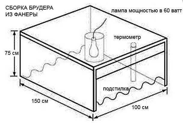 Чертеж брудер для перепелов