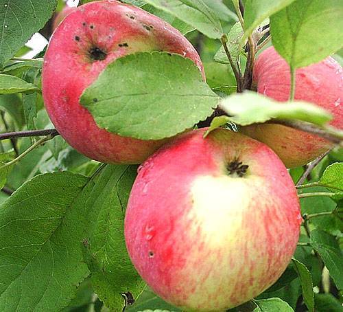 Описание сорта яблони малиновка: фото яблок, важные характеристики, урожайность с дерева