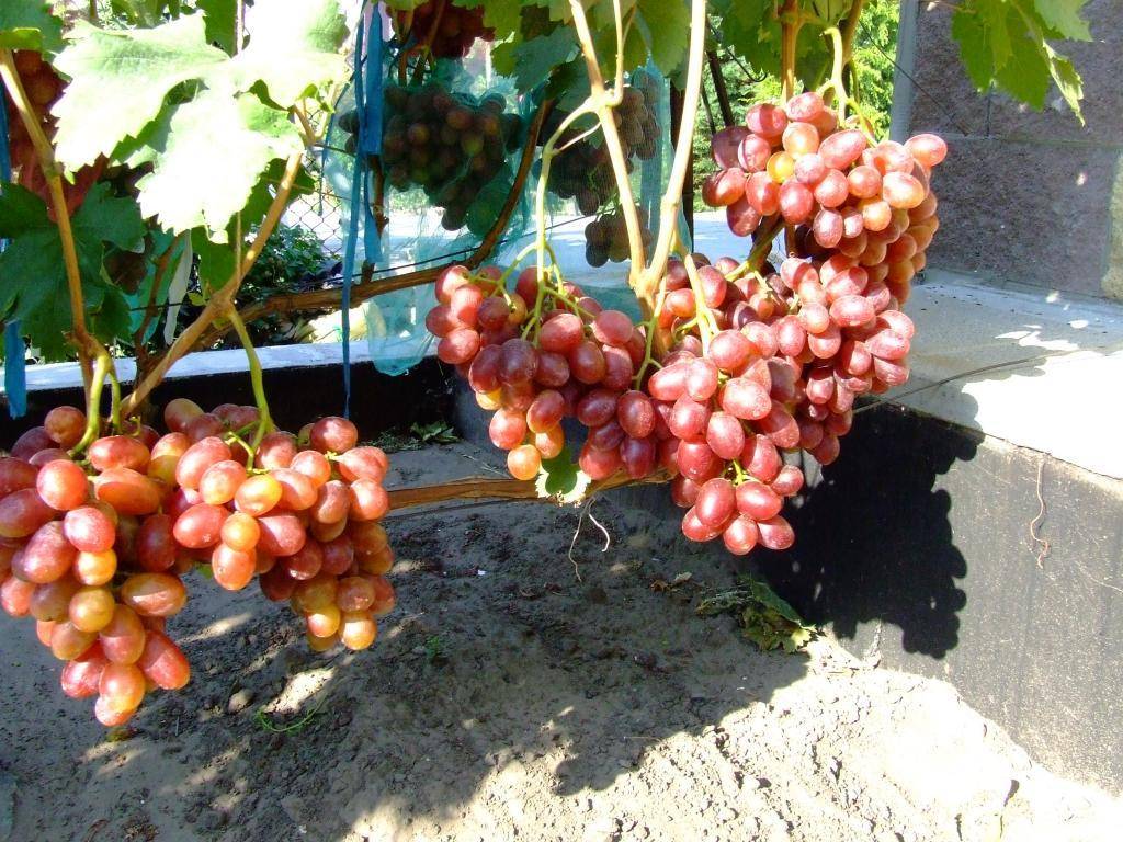 Характеристика винограда фавор