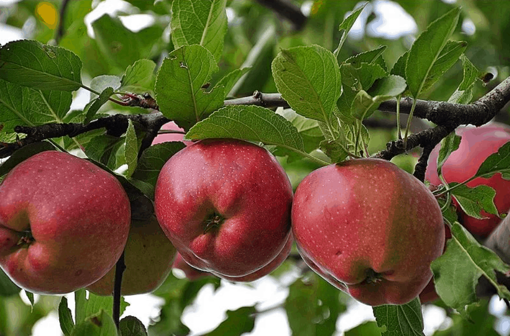 Сорт яблони дарунок фото и описание