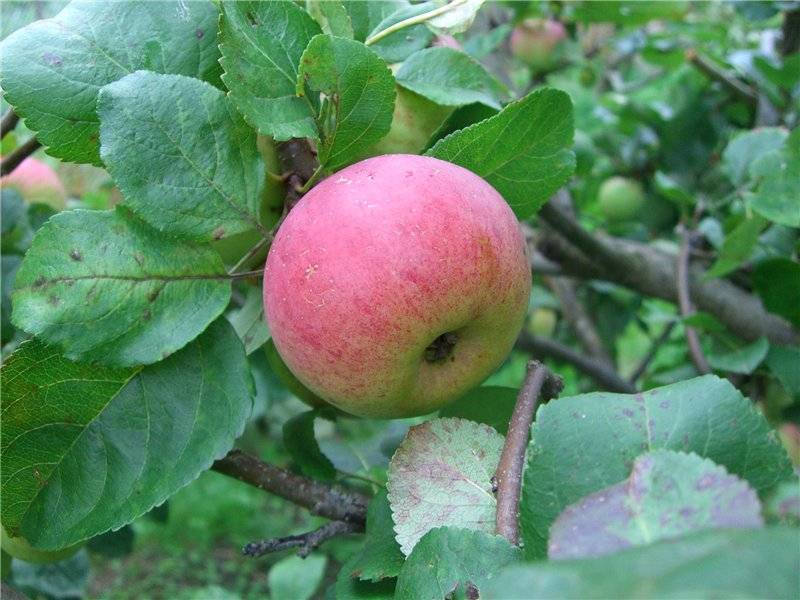 Сорт яблони с отменным вкусом — ветеран: фото, характеристики, советы по уходу