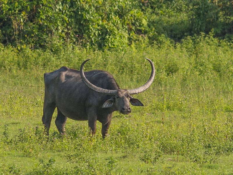Африканский буйвол: вес, особенности, где живут и обитают