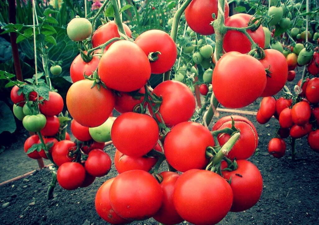 Какие сорта томатов для открытого грунта наиболее сладкие?