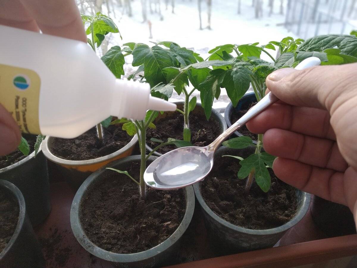 Как часто поливать рассаду перцев на подоконнике
