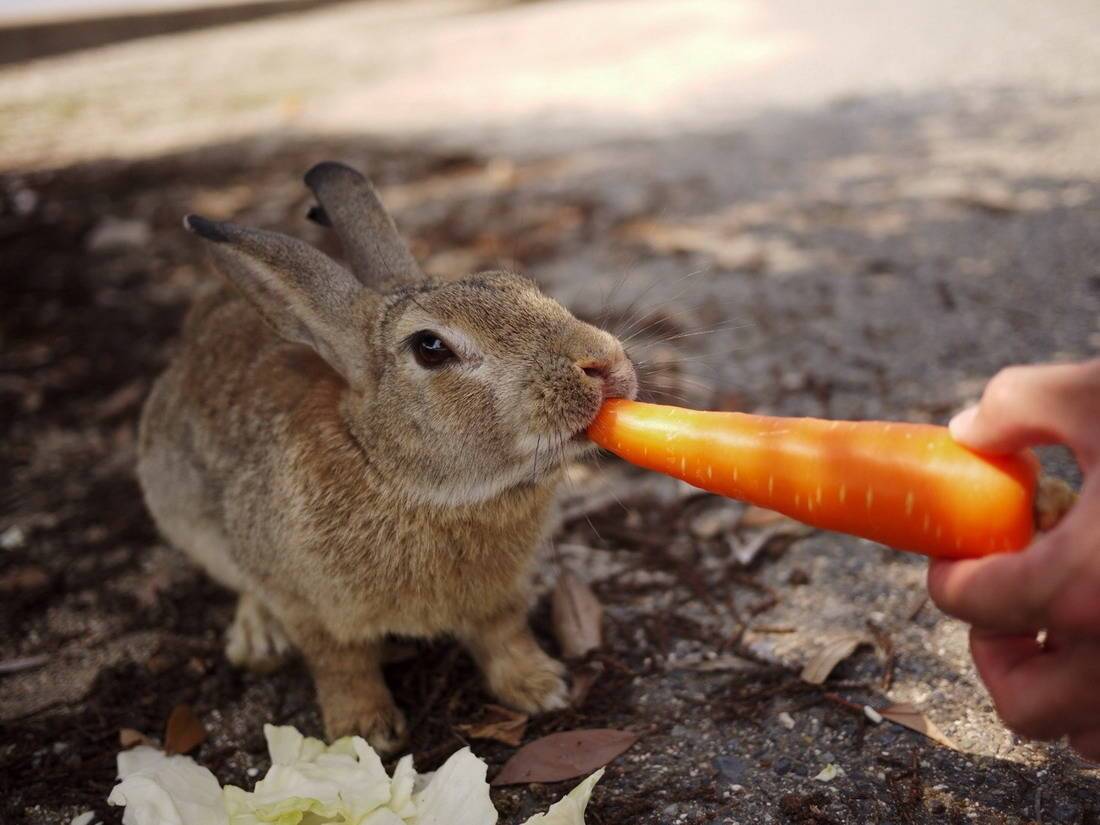 Заяц - краткая информация и описание животного, виды зайцев и их характеристики