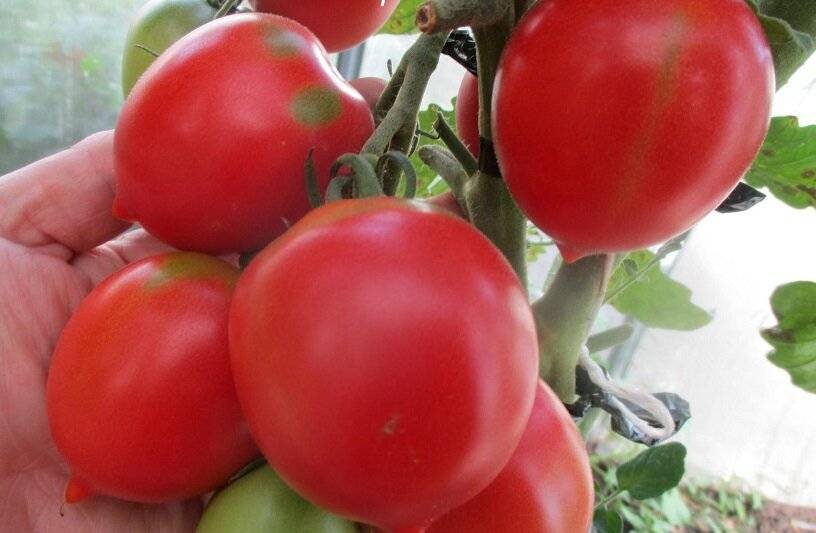 Добиваемся шикарных урожаев вместе с томатом сызранка — описание сорта и отзывы об урожайности