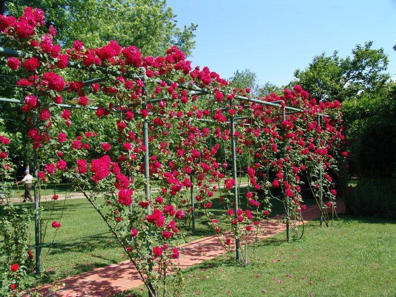 Подпорки для плетистой розы фото