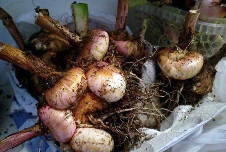 Когда и как выкапывать луковицы гладиолуса осенью: в подмосковье, в сибири, на урале