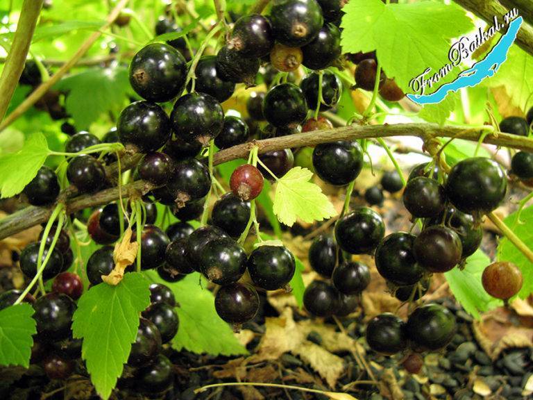 Смородина сокровище: описание сорта черной смородины, выращивание - посадка и уход