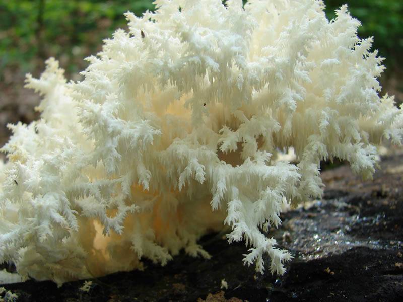 Особенности кораллового гриба - мыдачники