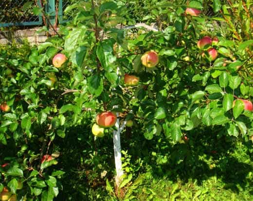 Сорта яблони на карликовых подвоях: самые лучшие низкорослые деревья, а также посадка и уход за ними | tele4n.net