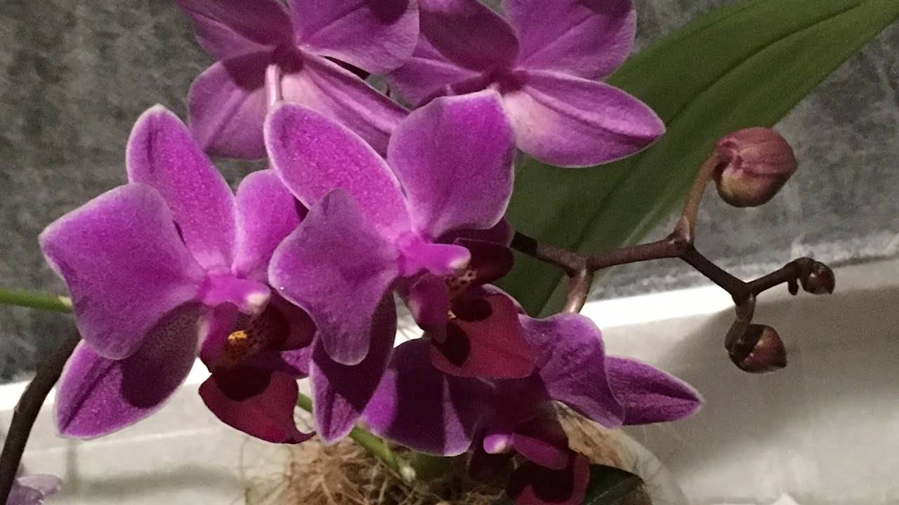 Сорта фаленопсисов | блог об орхидеях