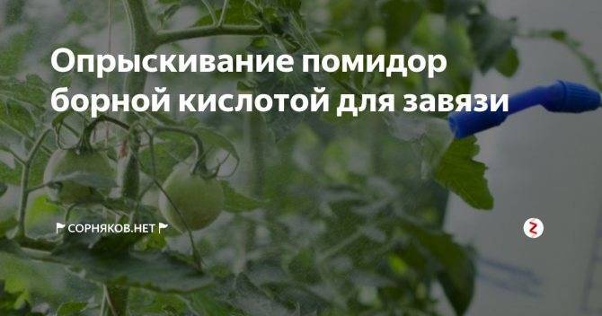 Опрыскивание томатов борной кислотой для завязи