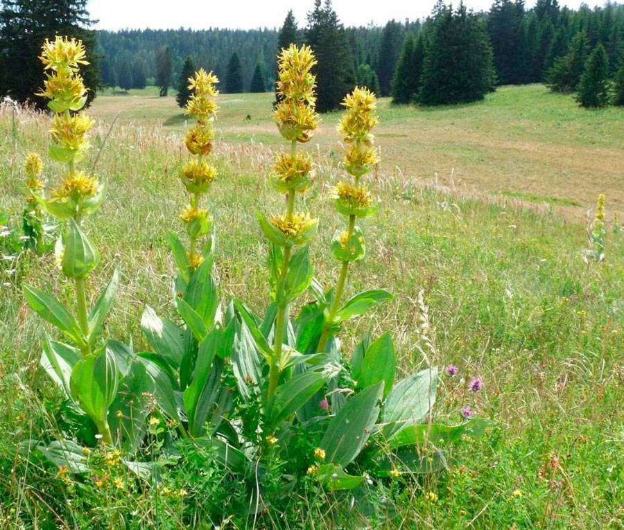 Горечавка желтая фото и описание