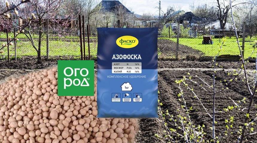 Азофоска: состав удобрения, применение на огороде для картофеля, томатов, клубники, отзывы