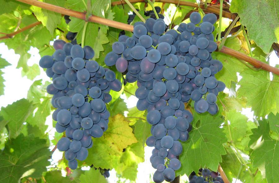 Виноград «молдова»: описание и сроки созревание, болезни, фото и отзывы о нем. как ухаживать за сортом и какое на вкус из него вино?
