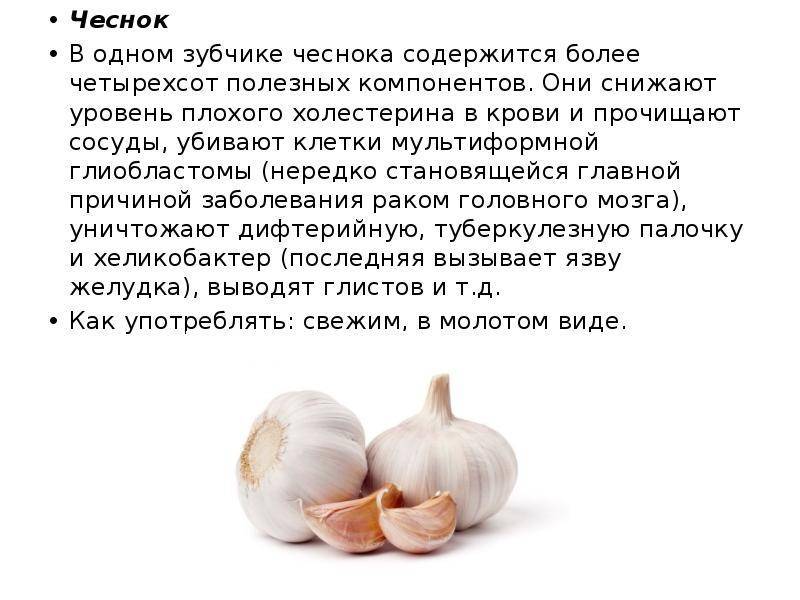 Чеснок: польза и вред для здоровья - зелень на подоконнике