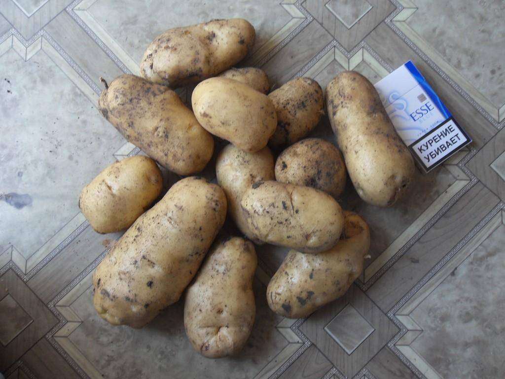 Картофель импала: характеристики раннего сорта, отзывы тех, кто сажал