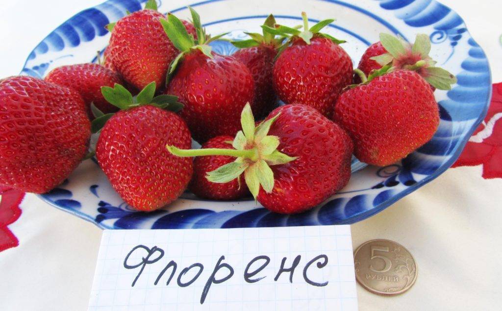 Клубника Флоренс