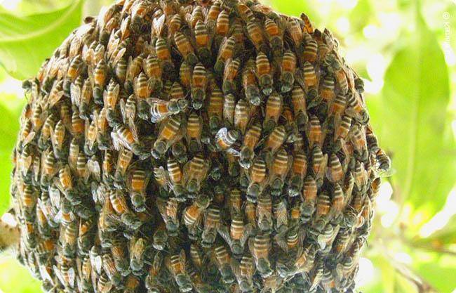 Осы на пасеке: как бороться, методы борьбы | пчеловодство | пчеловод.ком