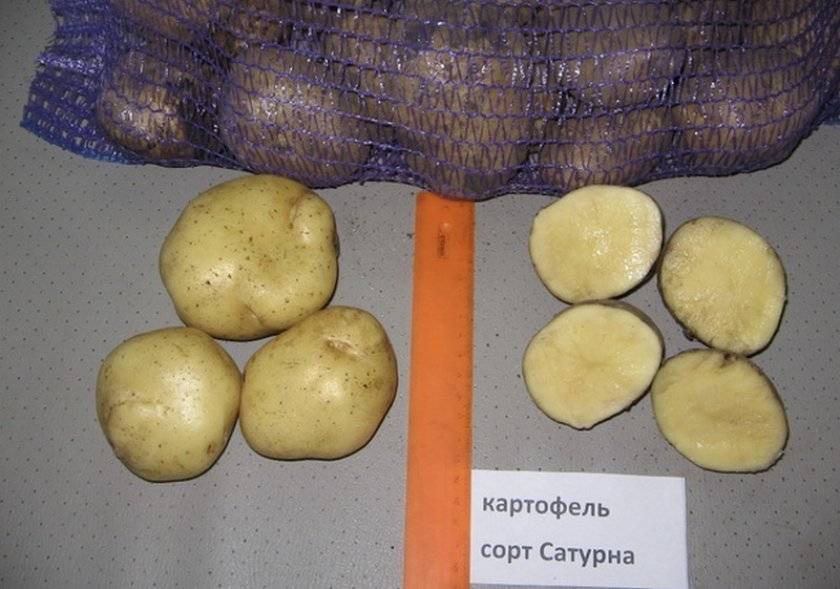 Правила выбора лучшего сорта картофеля для хранения зимой