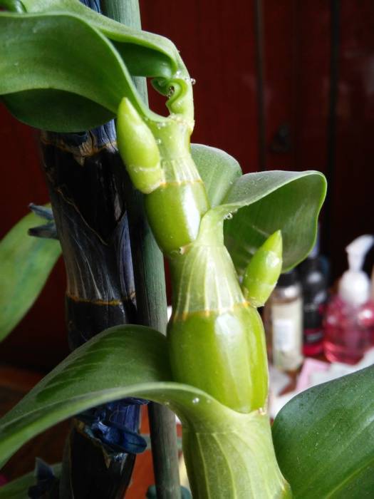Орхидея дендробиум нобиле отцвела: что делать дальше, нужно ли обрезать побеги, почему иногда цветение не наступает, как заставить и уход в домашних условиях русский фермер