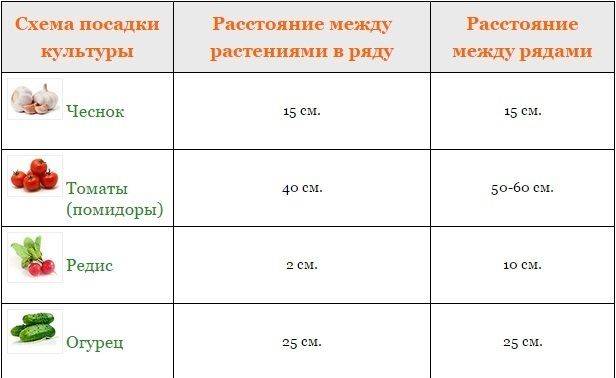 Схема посадки томатов в открытый