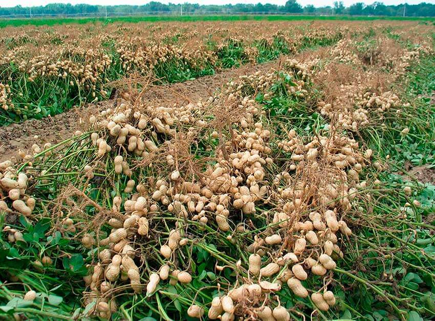 Земляной орех: 105 фото и видео описание как и где вырастить в россии арахис