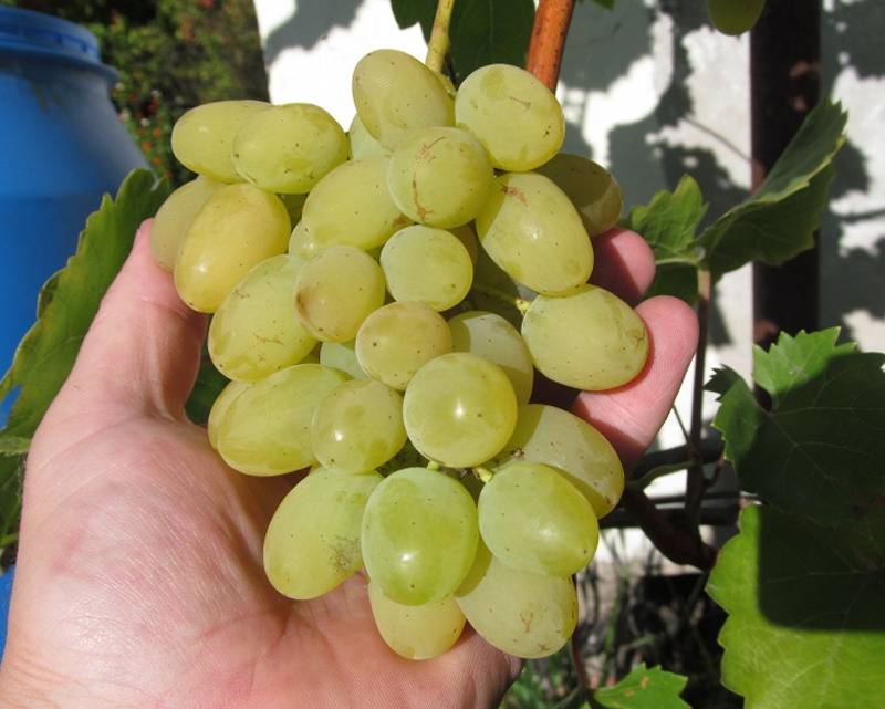 Секреты выращивания высокоурожайного винограда сорта августин