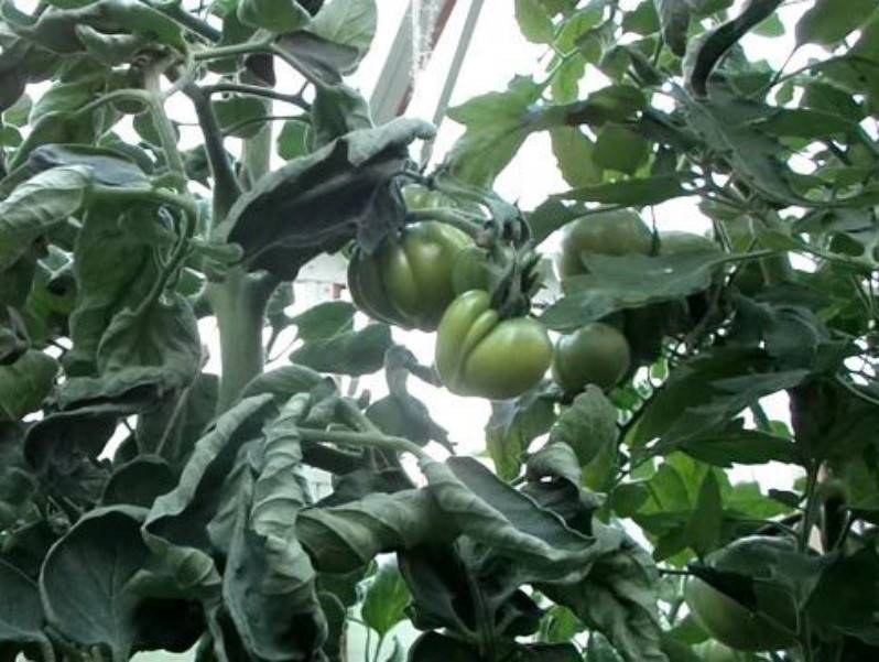 Жирование помидоров в теплице: причины и способы борьбы