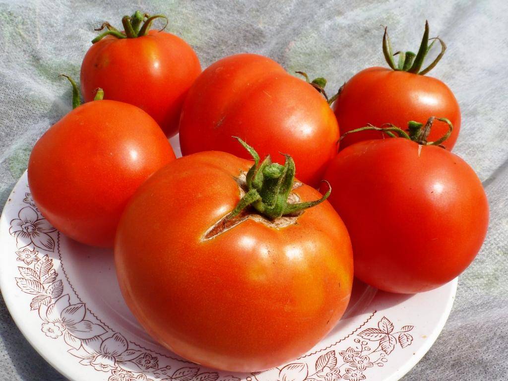Как выращивать сорт томатов лабрадор?