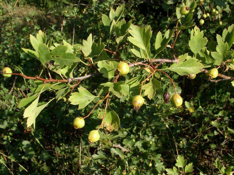Дерево боярышник: виды, фото, посадка, особенности выращивания