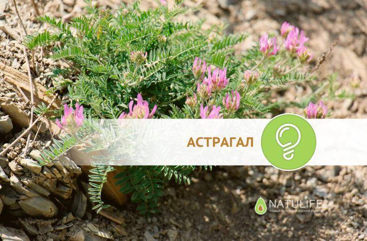 Astragalus onobrychis l.описание таксона