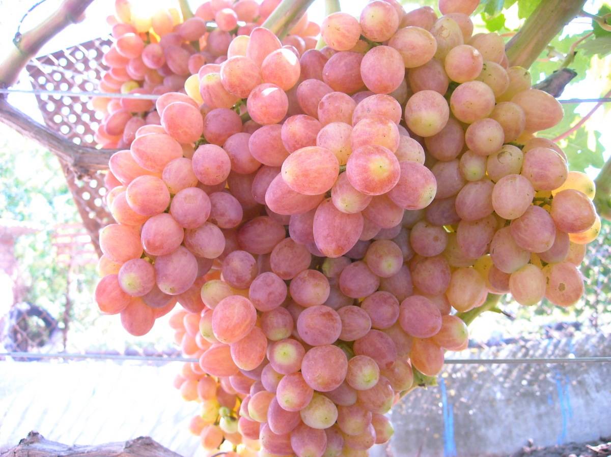 Подробное описание и фото винограда «надежда аксайская»