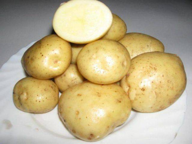 Картофель «колобок»: красивый, вкусный и урожайный