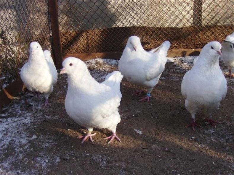 Породы голубей — содержание, разведение, характеристики популярных мясных и декоративных пород