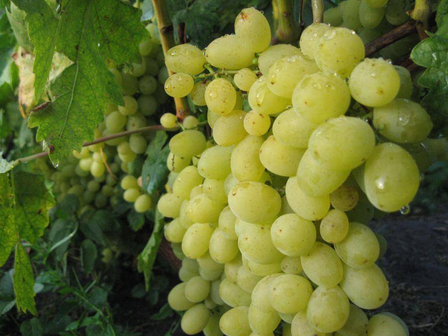 Описание винограда восторг