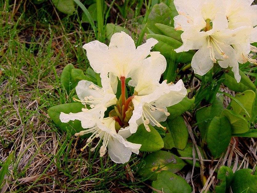 Рододендрон (rhododendron) – уход, фото, виды