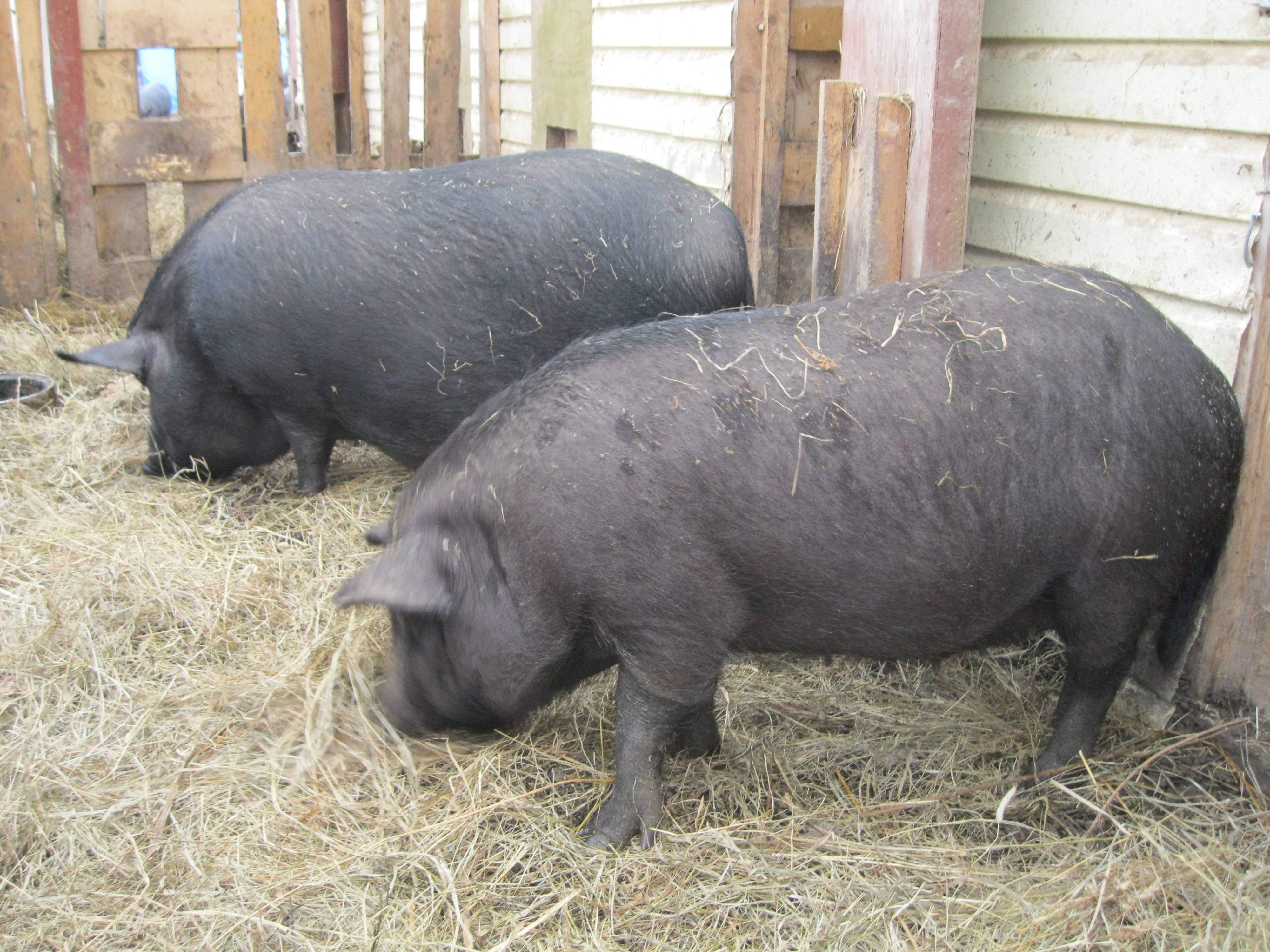 Характеристика породы свиней кармалы, уход за поросятами, особенности разведения и отзывы