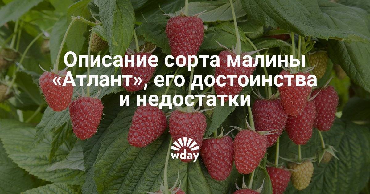 Малина метеор: описание и характеристика сорта, особенности выращивания