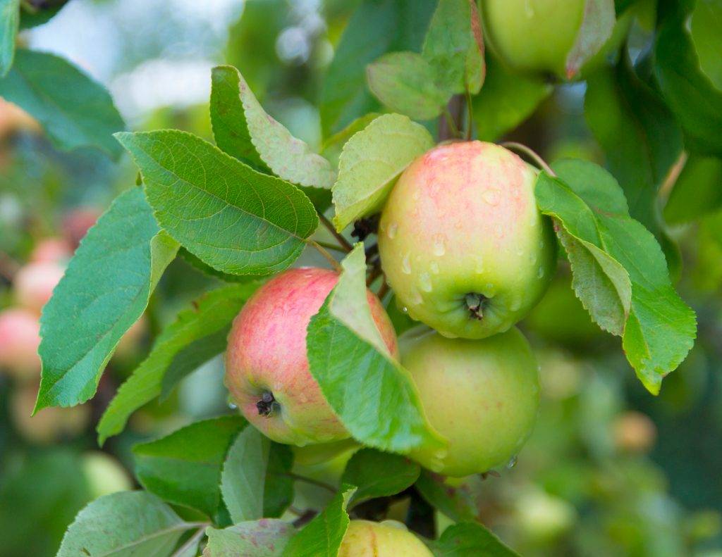 Ах, какое вкусное «мартовское» яблоко: описание сорта и его особенности
