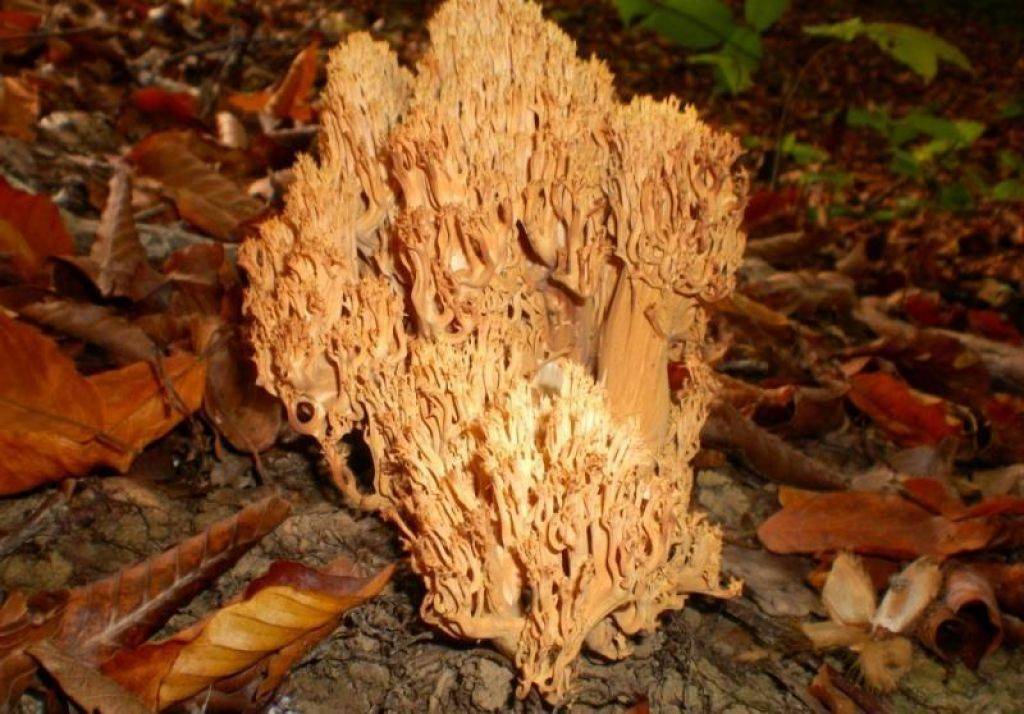 Грибы похожие на мох. грибы оленьи рожки: описание внешнего вида и особенности приготовления. места обитания и время роста