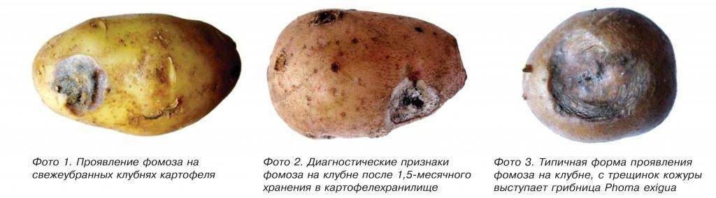 19 болезней картофеля с описанием, 32 фото и лечением + устойчивые сорта